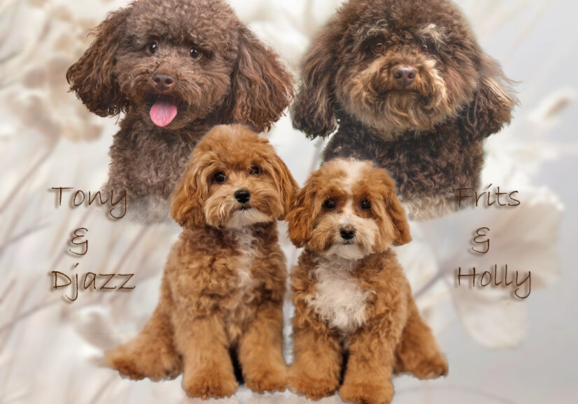 frits tony djazz holly